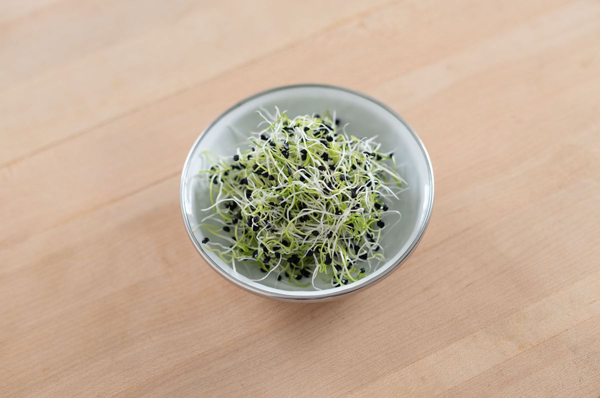 Onion – Sprouting Seeds